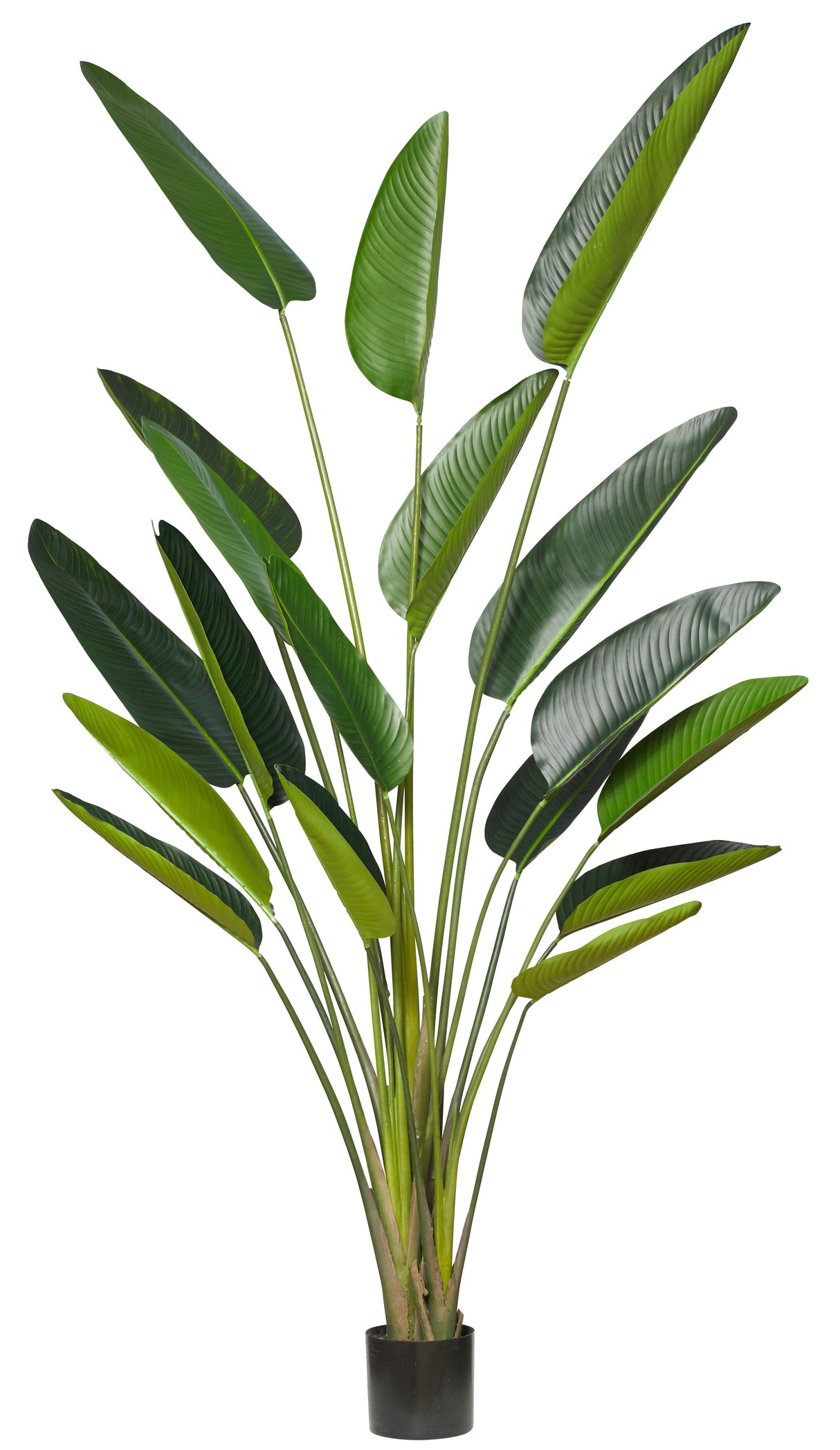 Extra Large Luxury Bird Of Paradise Palm