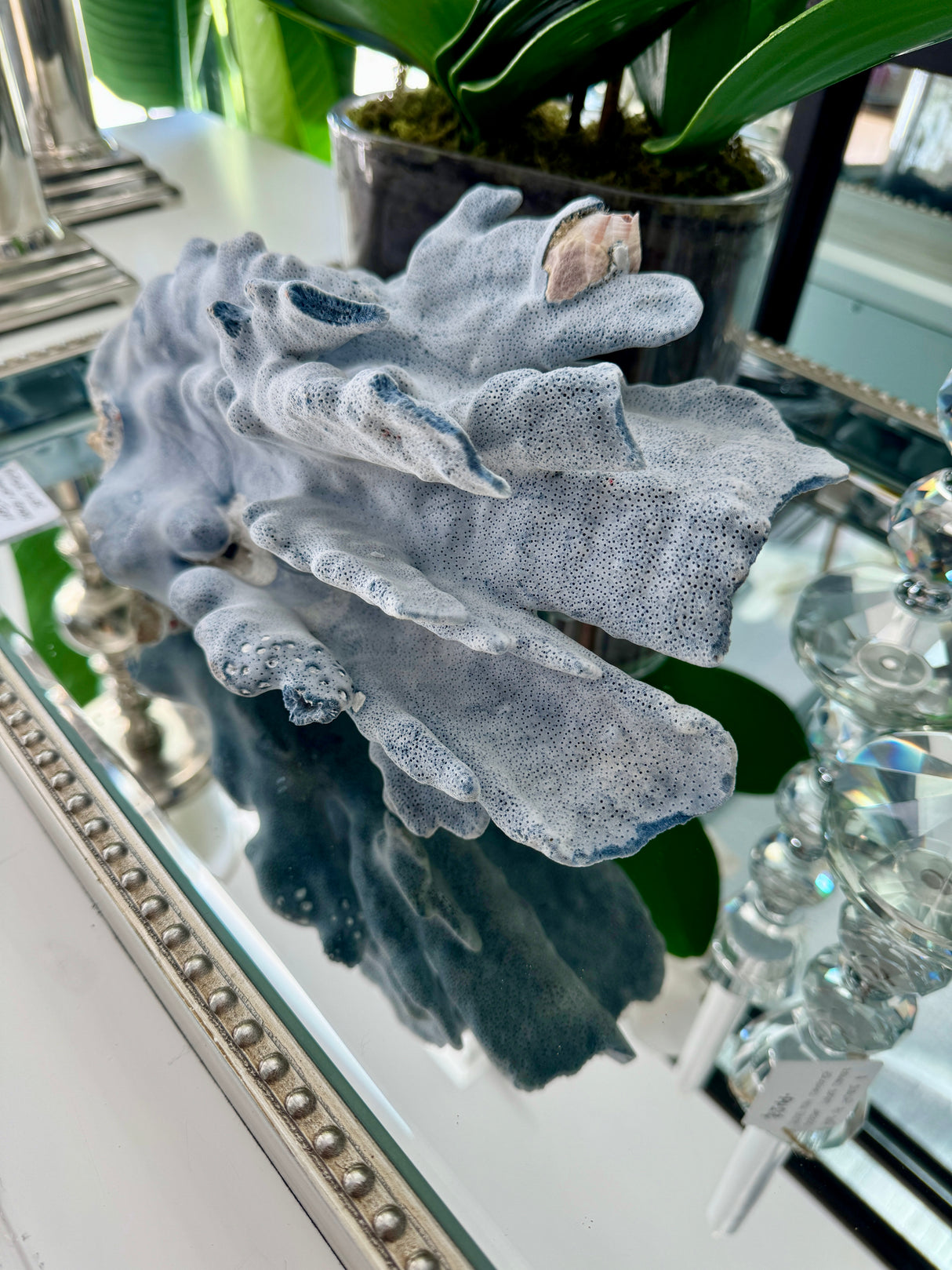 Large Specialty Blue Ridge Coral