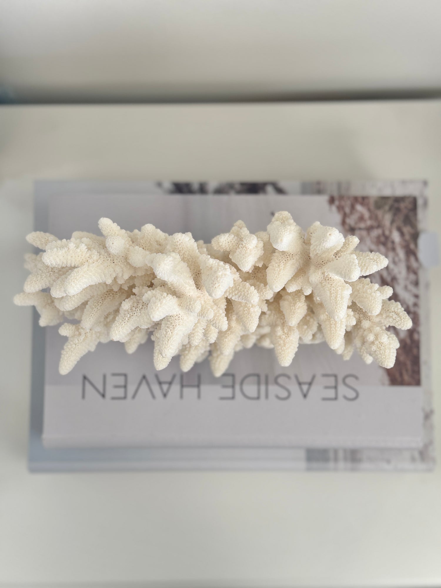 Upright Large Specialty Finger Coral