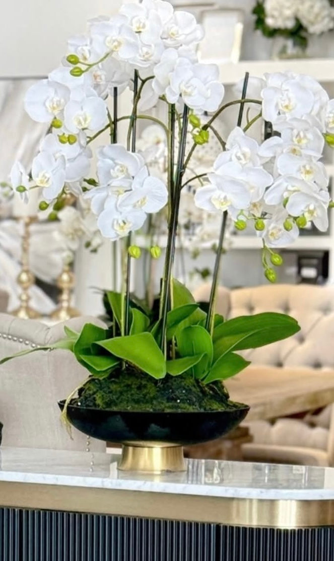 Large Orchid In Black And Gold Bowl