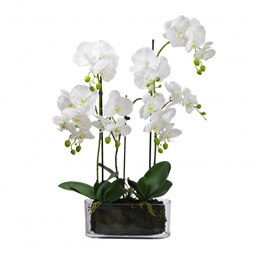 Luxury White Orchid In Long Glass Vase