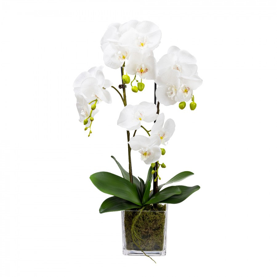 Large White Orchid In Square Glass Vase