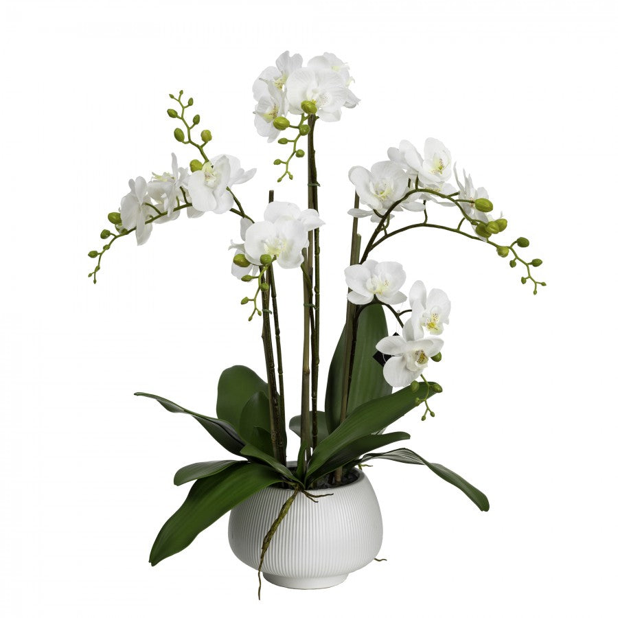 Luxury White Orchid In Ceramic Pot