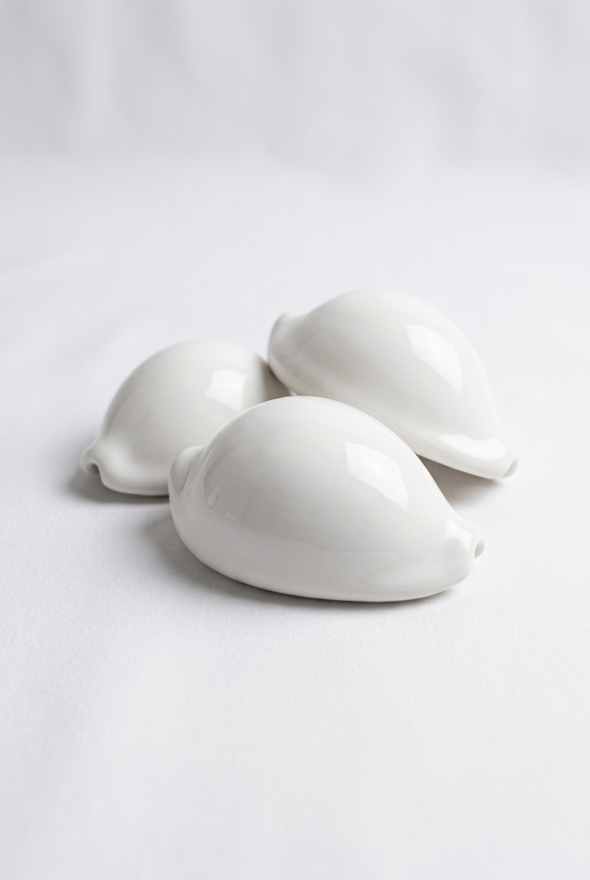 Set of Three Egg Cowrie Sea Shells