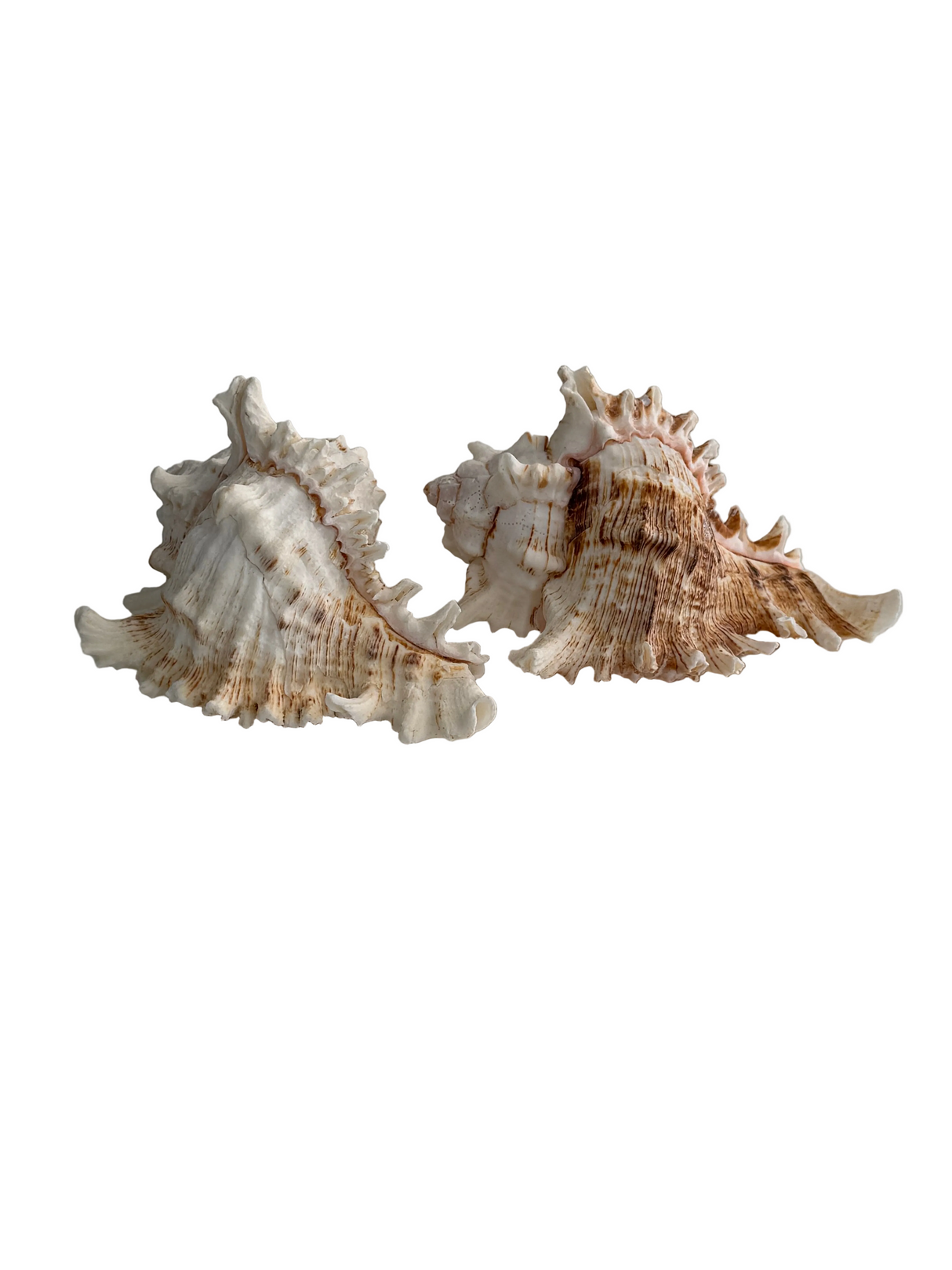 Set of Two Pacific Murex Sea Shells