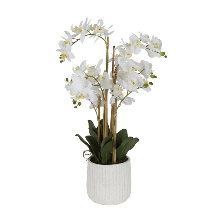 White Orchid In Speckled Ceramic Pot