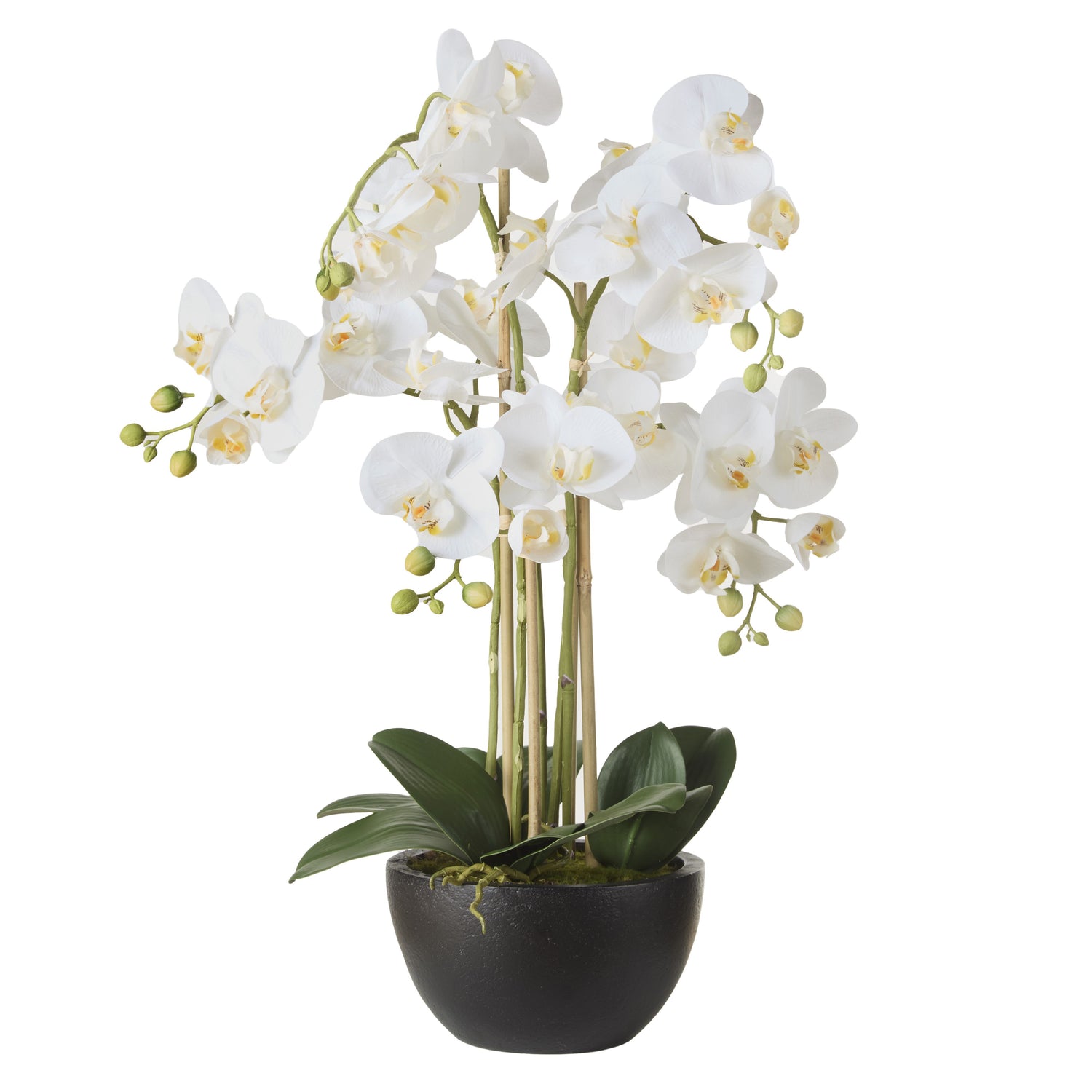 Medium White Orchid in Rustic Black Pot