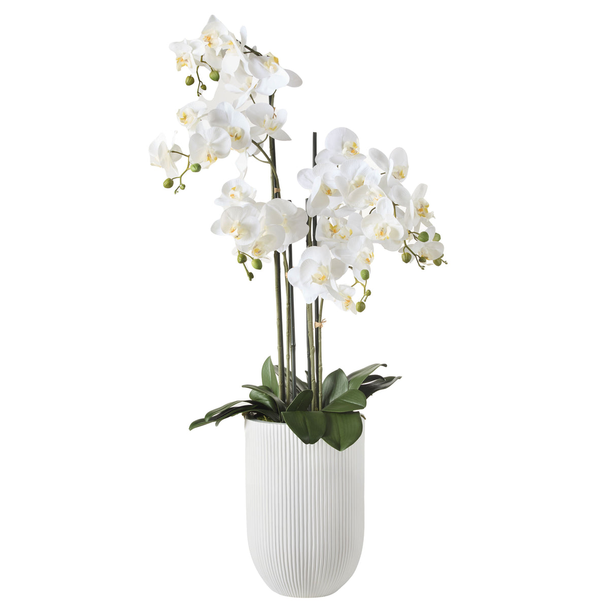 Tall White Orchid in White Pot
