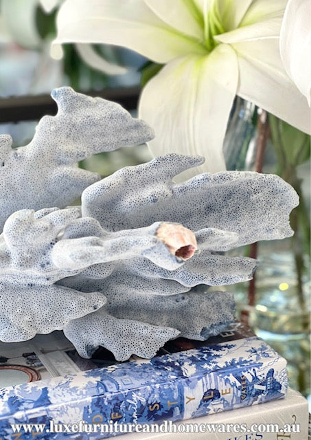 Large Specialty Blue Ridge Coral