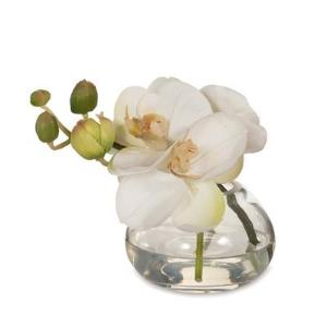 Orchid In Glass Vase