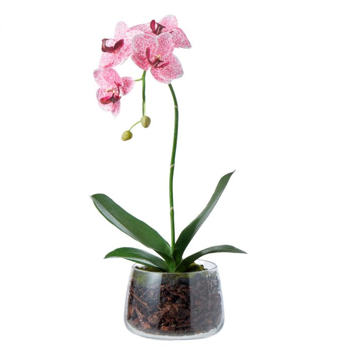 Small Luxury Pink Orchid In Round Glass Bowl