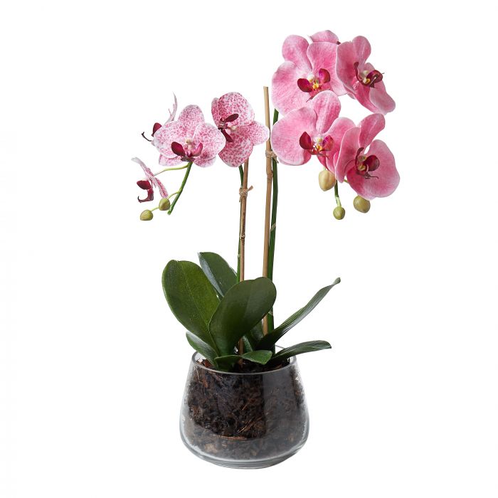 Luxury Pink Orchid In Classic Glass Bowl