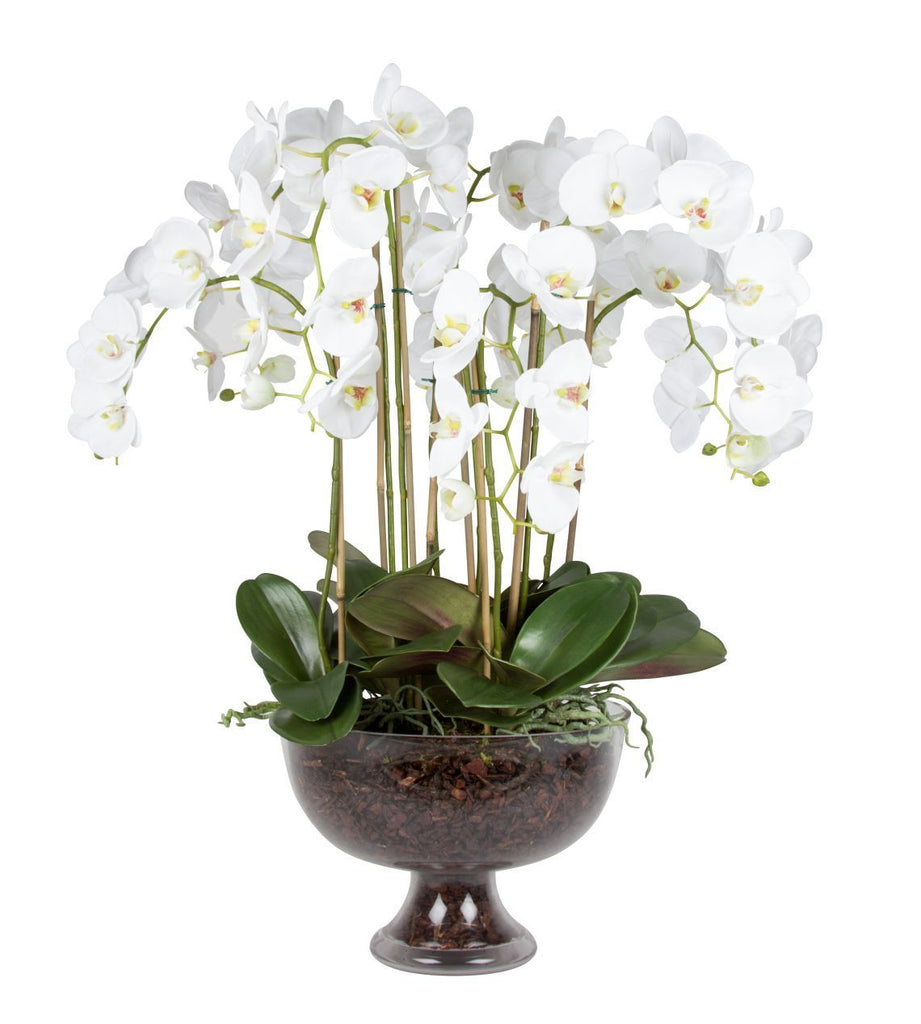 Extra Large Luxury Orchid In Glass Footed Bowl
