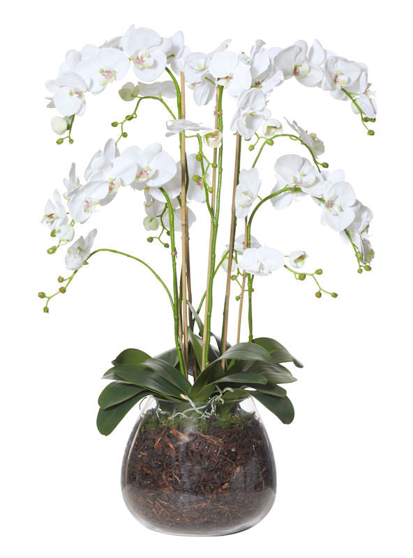 Extra Large Luxury Orchid In Glass Garden Vase