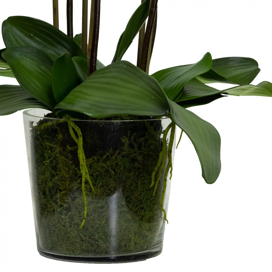 Tall Orchid In Glass Bowl
