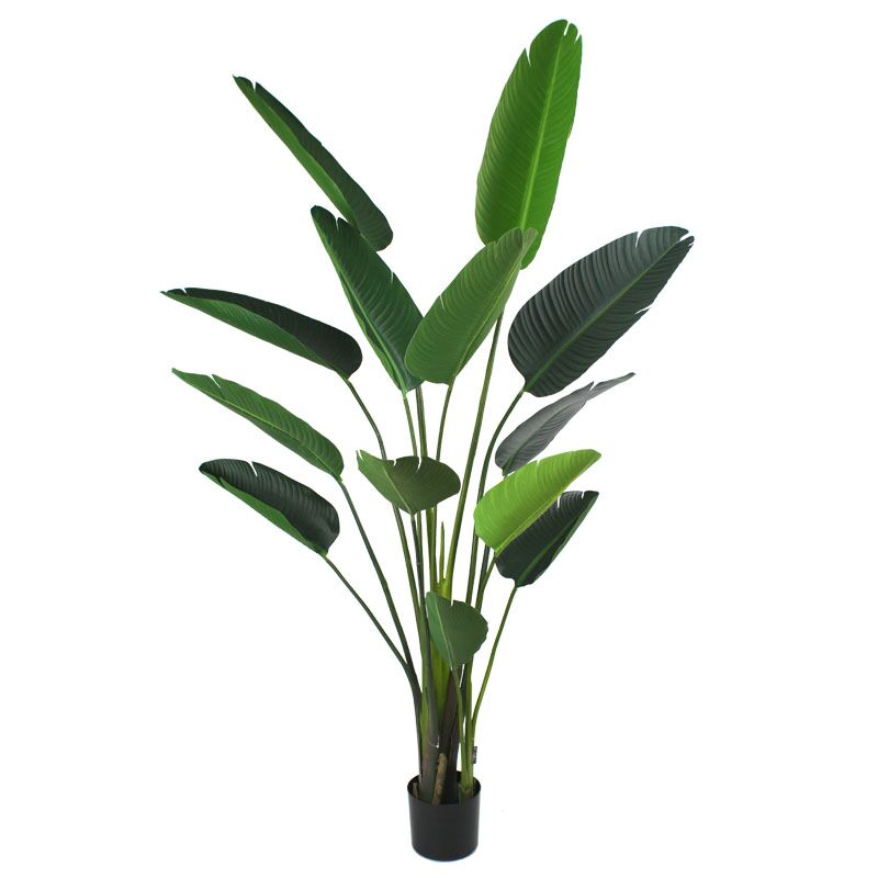 Luxury Traveller Palm Plant