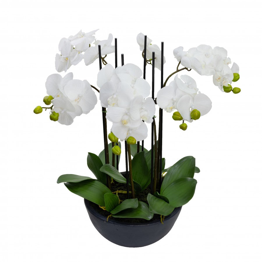 Large Rustic Orchid In Black Pot - SAVE 30% OFF! LAST ONE!