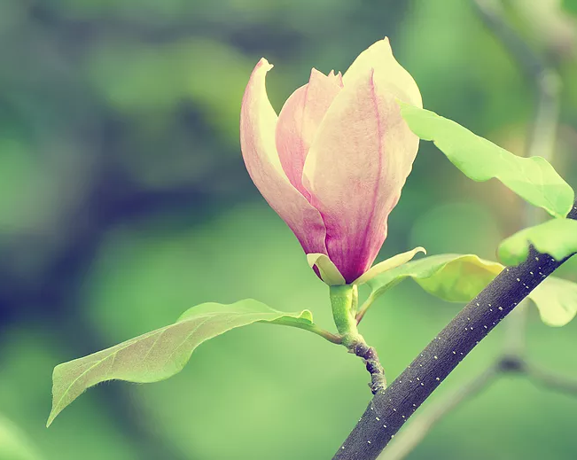 Ex-Display Box Flower Box Peach & Magnolia Candle