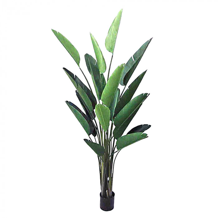 Extra Large Luxury Bird Of Paradise Plant