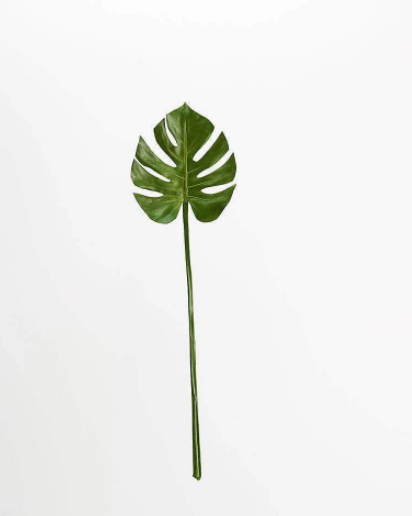 Set of Two Faux Monstera Leaf Stems