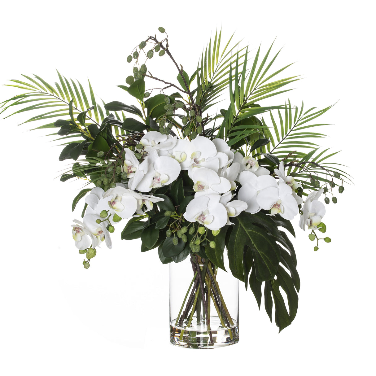 Extra Large Exotic Phalaenopsis Orchid