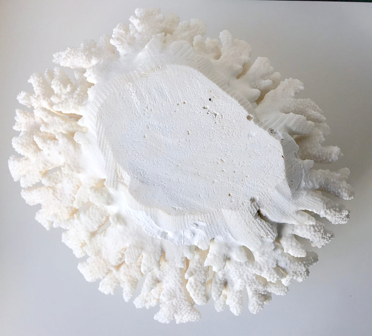 Large Specialty Finger Coral