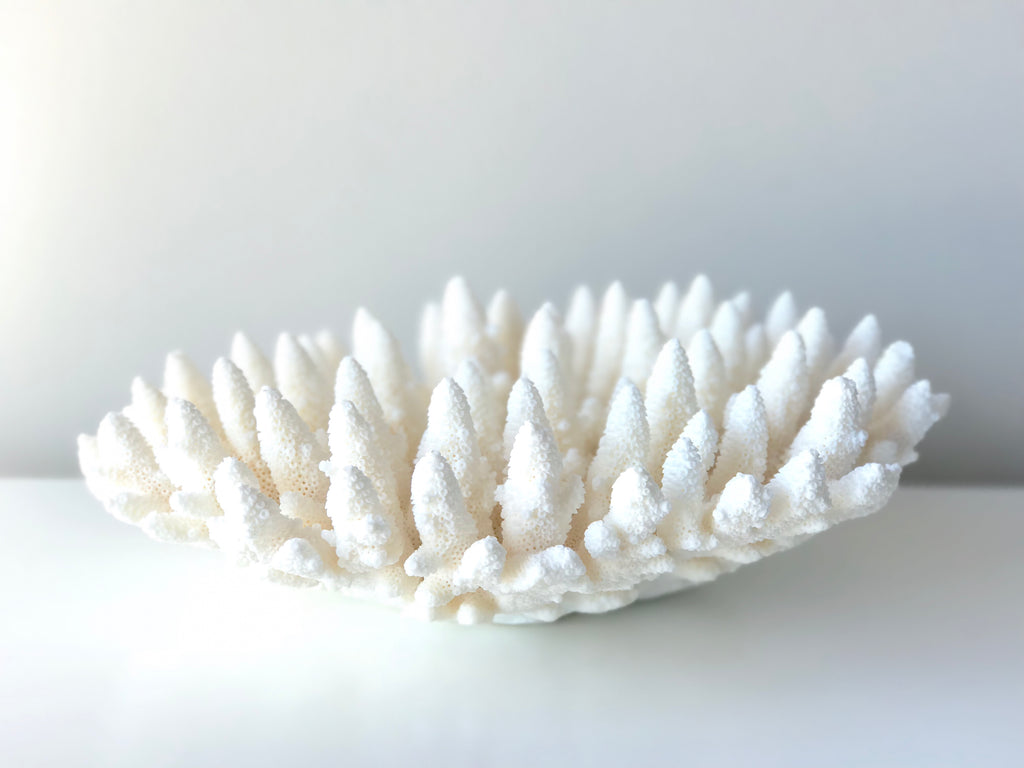 Large Specialty Finger Coral