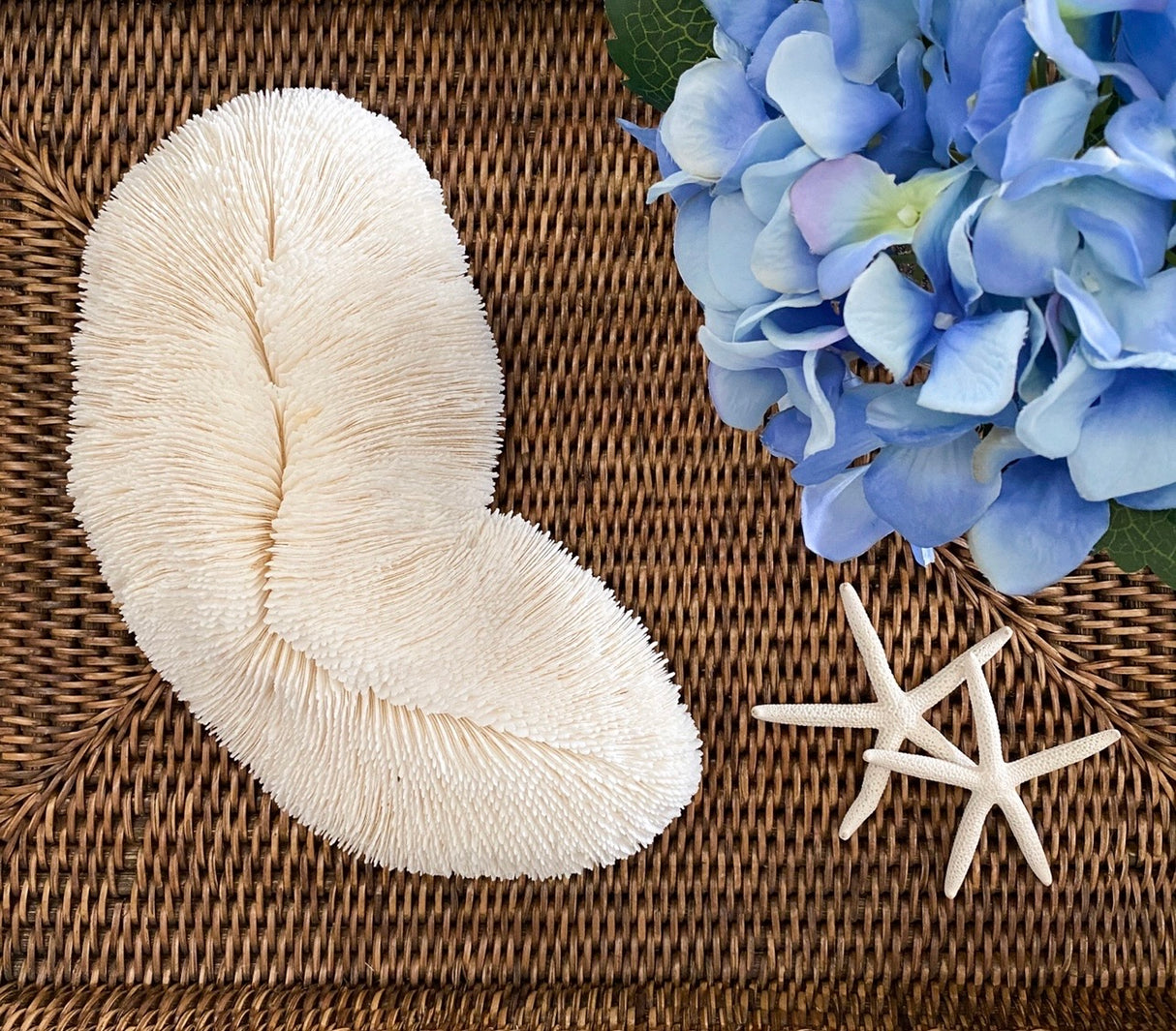 Large Trough Specialty Mushroom Coral