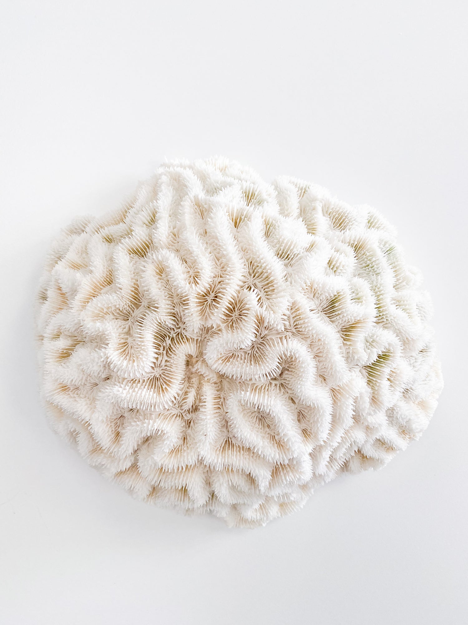 Extra Large Specialty Brain Coral