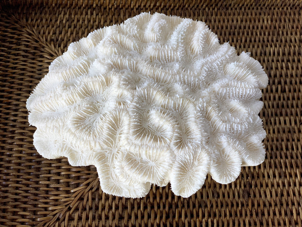 Large Specialty Brain Coral