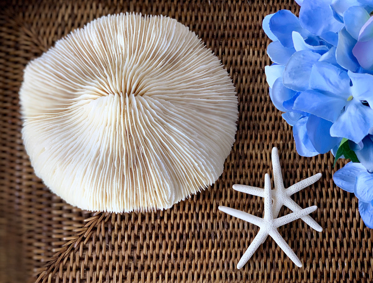 Large Round Specialty Mushroom Coral