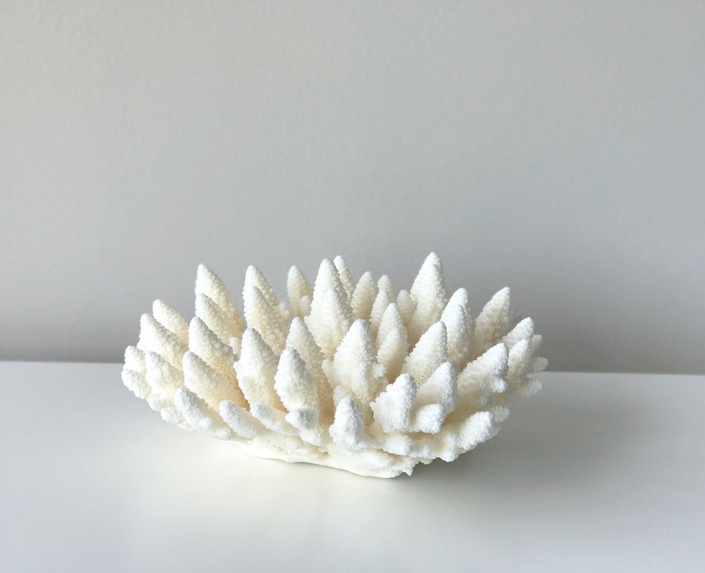 Small Specialty Finger Coral