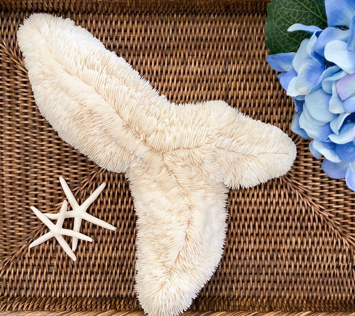 Extra Large Trough Specialty Mushroom Coral