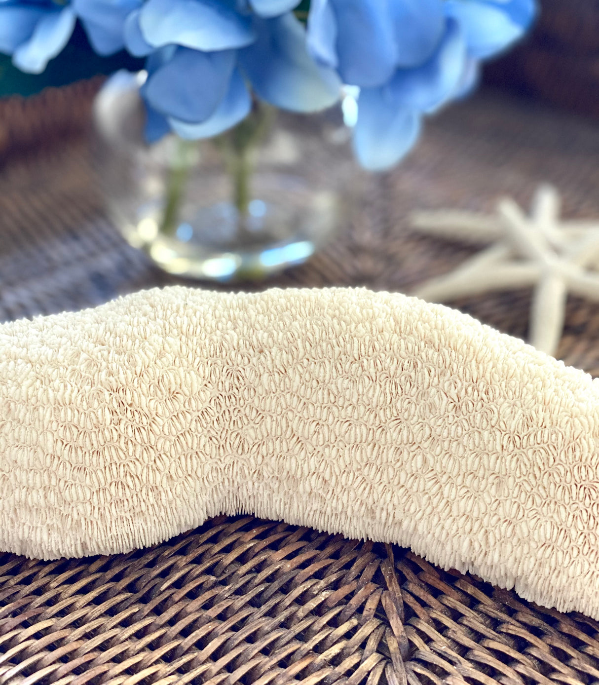 Large Specialty Slipper Coral