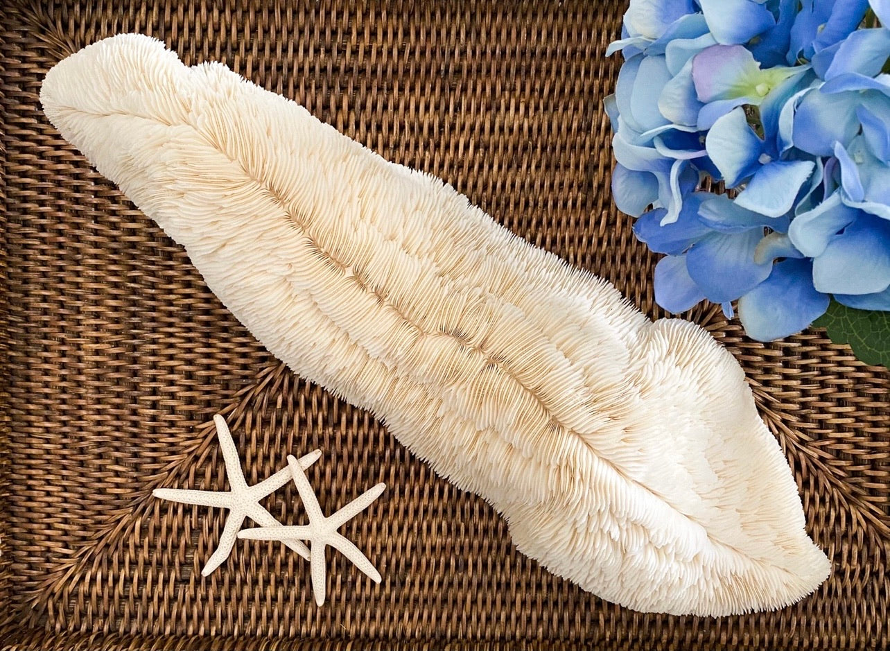 XXL Trough Specialty Mushroom Coral