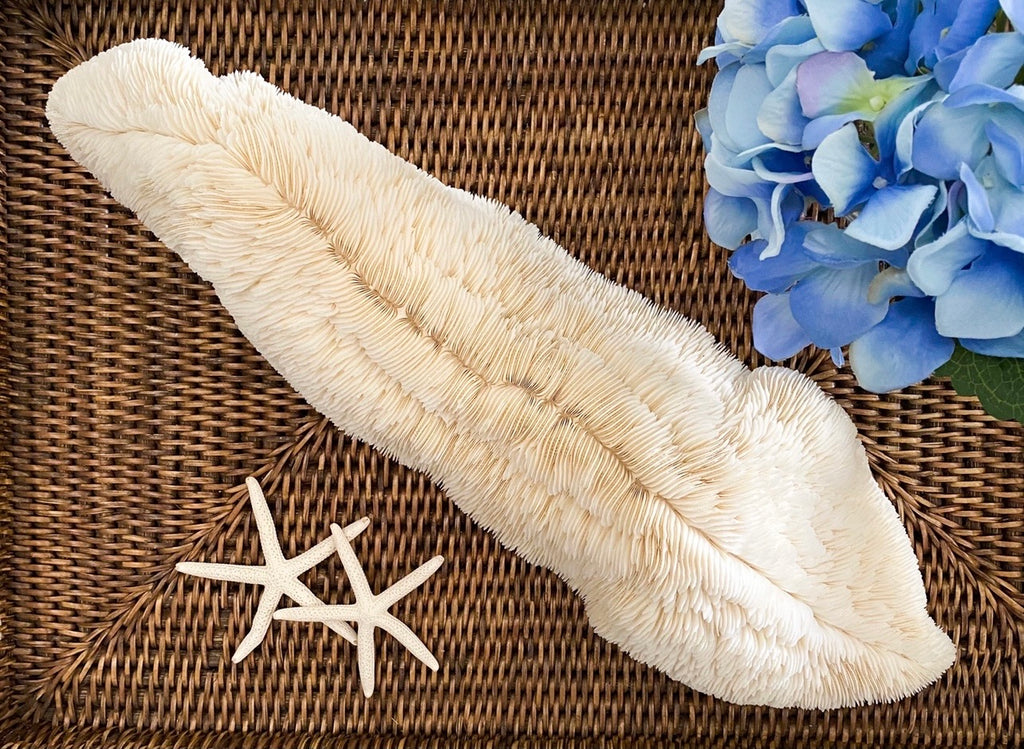 XXL Trough Specialty Mushroom Coral