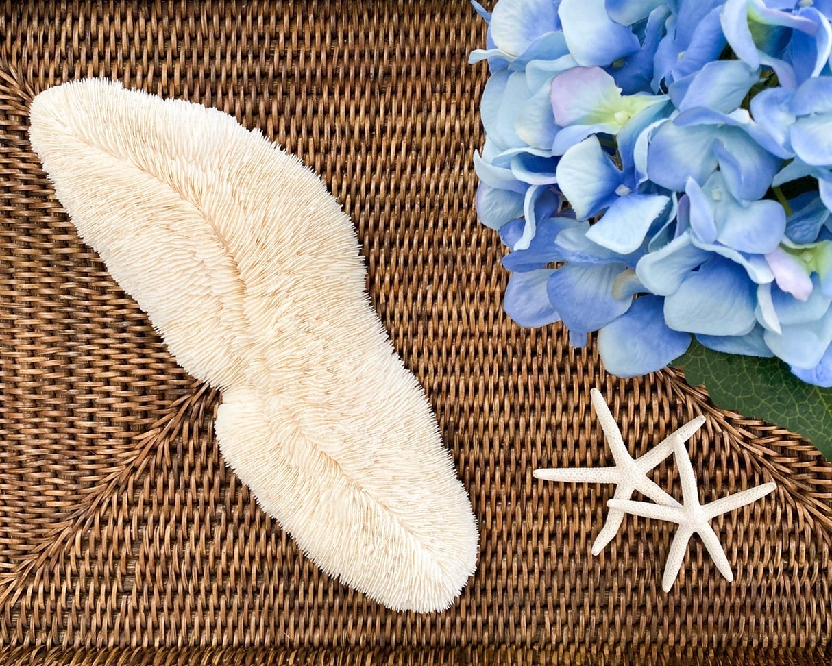 Medium Trough Specialty Mushroom Coral