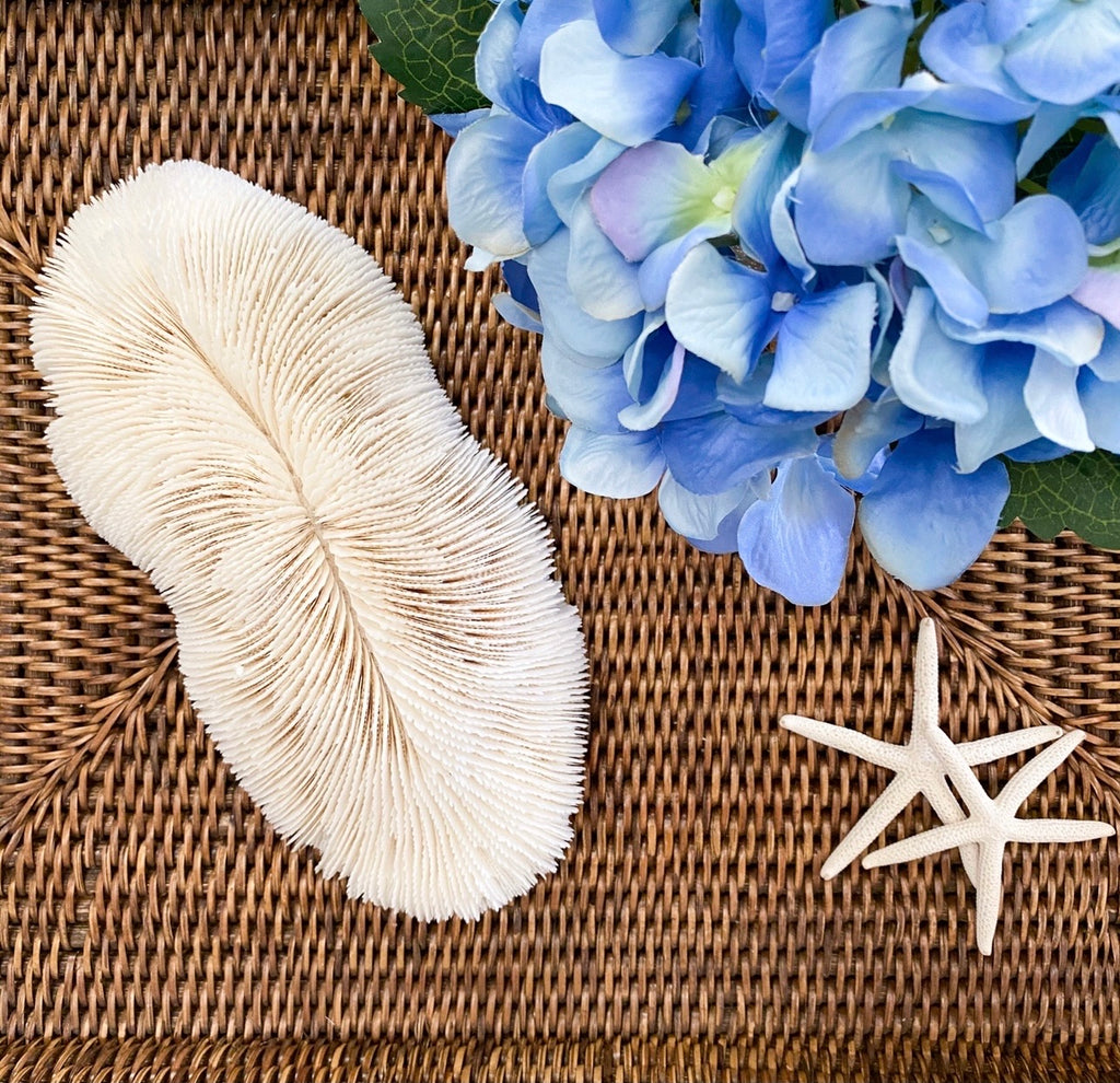Small Trough Specialty Mushroom Coral