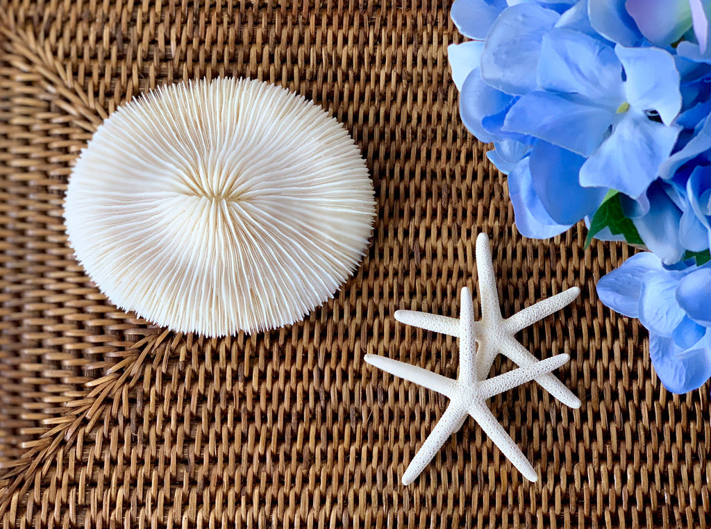 Small Round Specialty Mushroom Coral