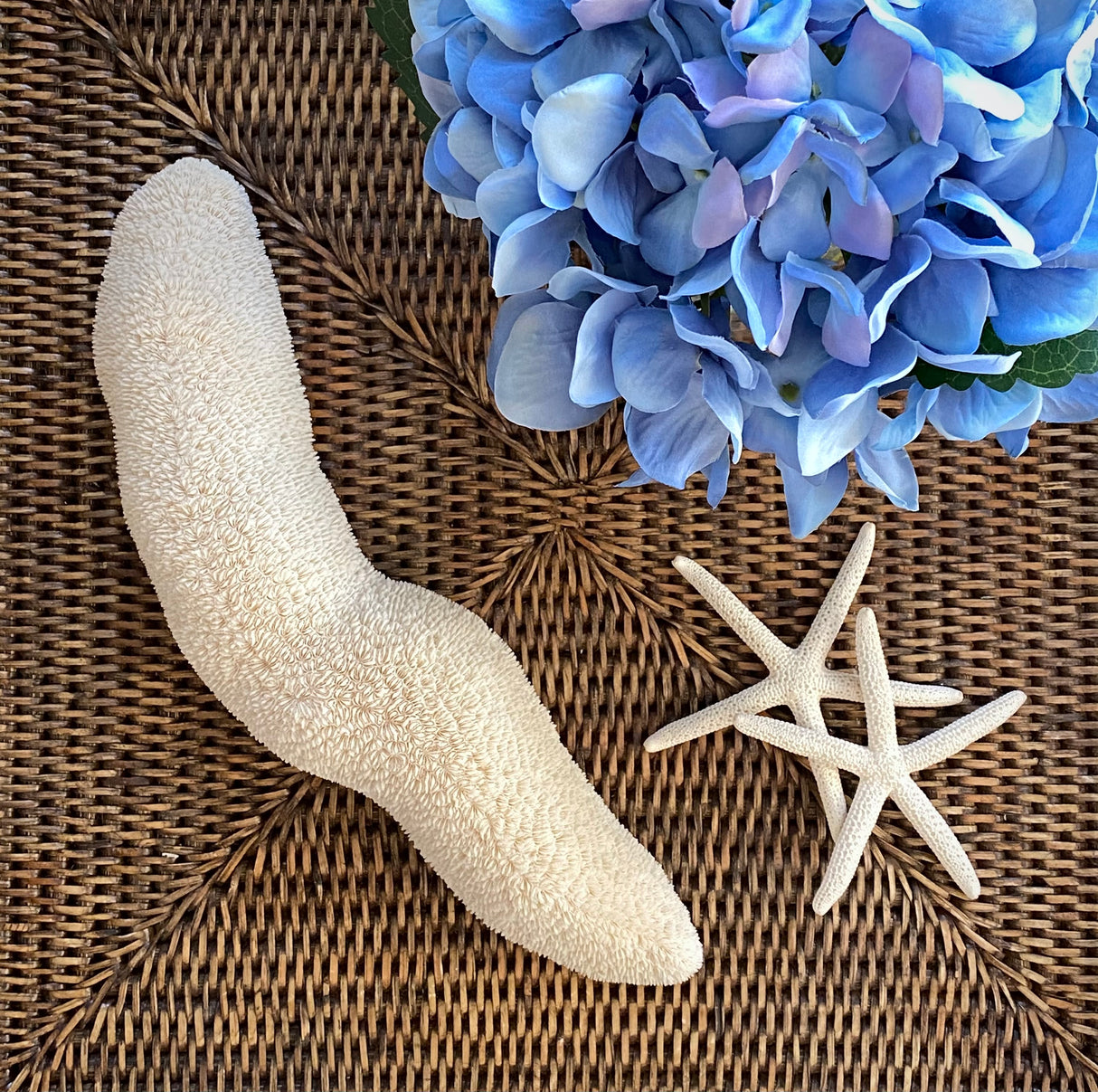 Large Specialty Slipper Coral