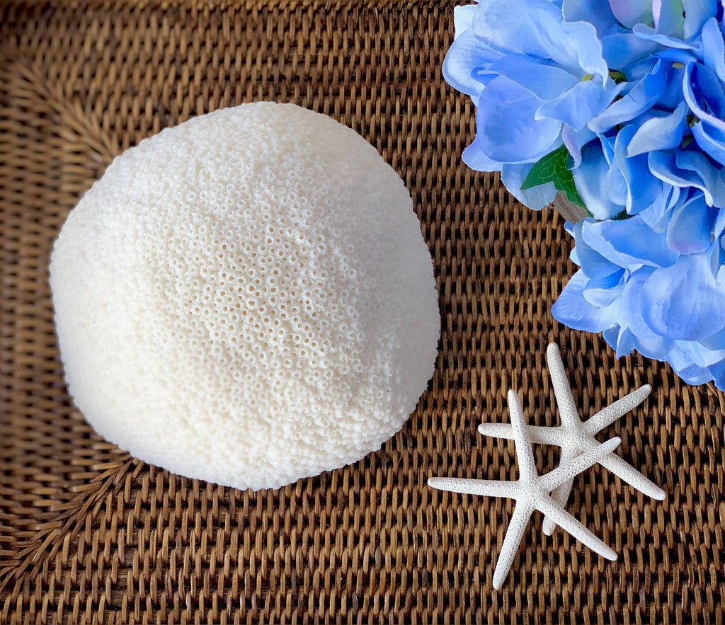 Large Specialty Dome Coral