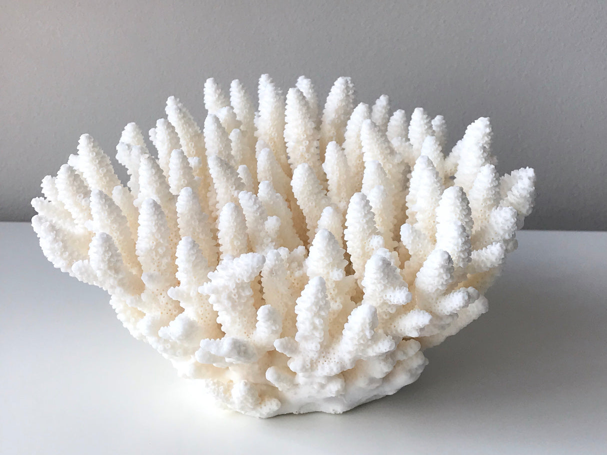 Medium Specialty Finger Coral