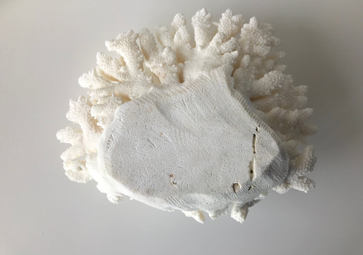 Small Specialty Finger Coral