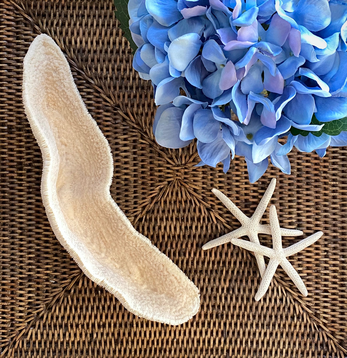 Large Specialty Slipper Coral