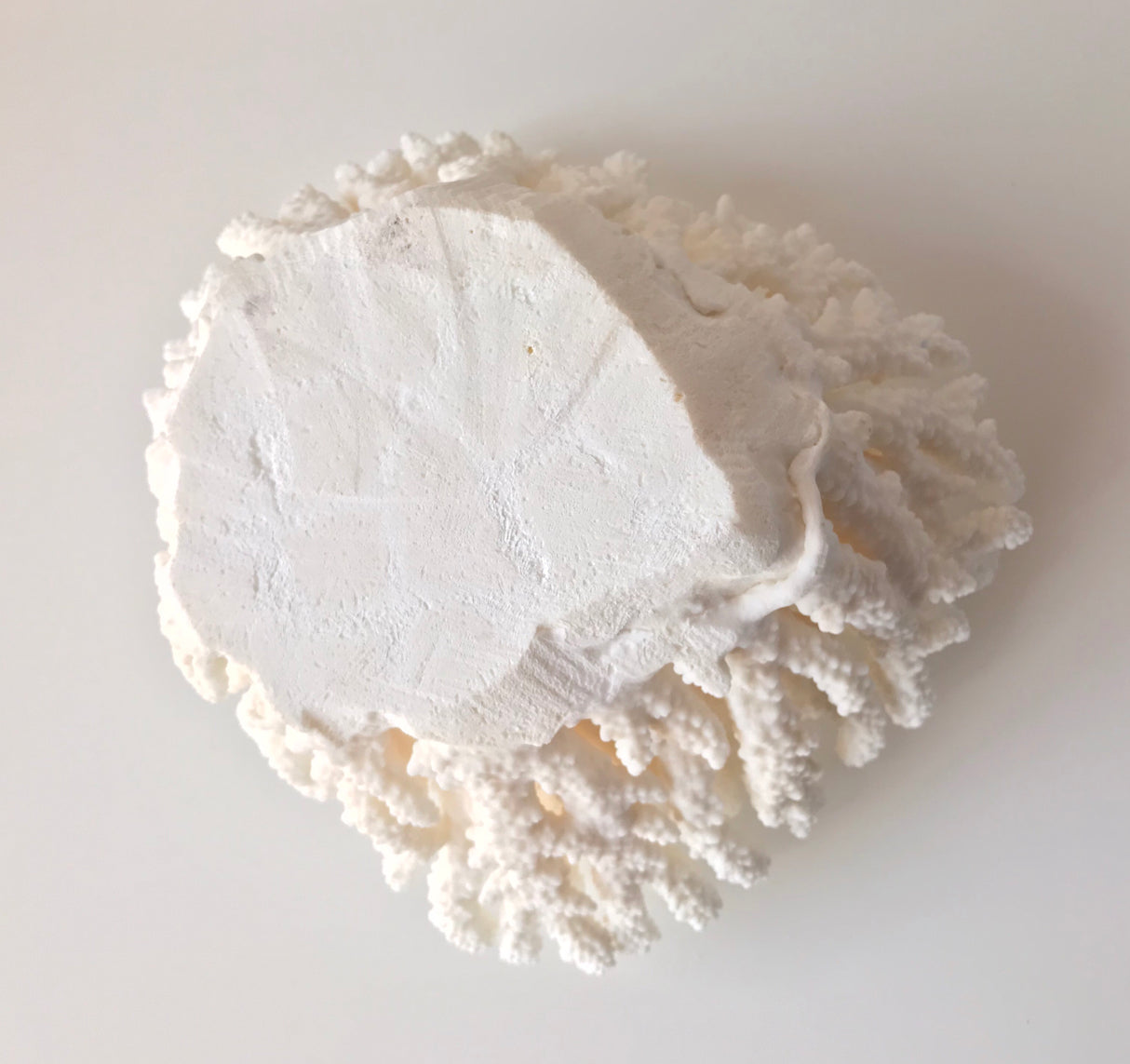 Medium Specialty Finger Coral