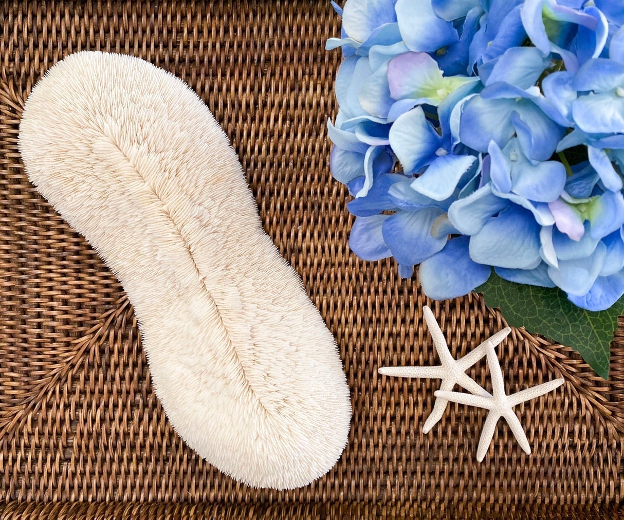 Large Trough Specialty Mushroom Coral