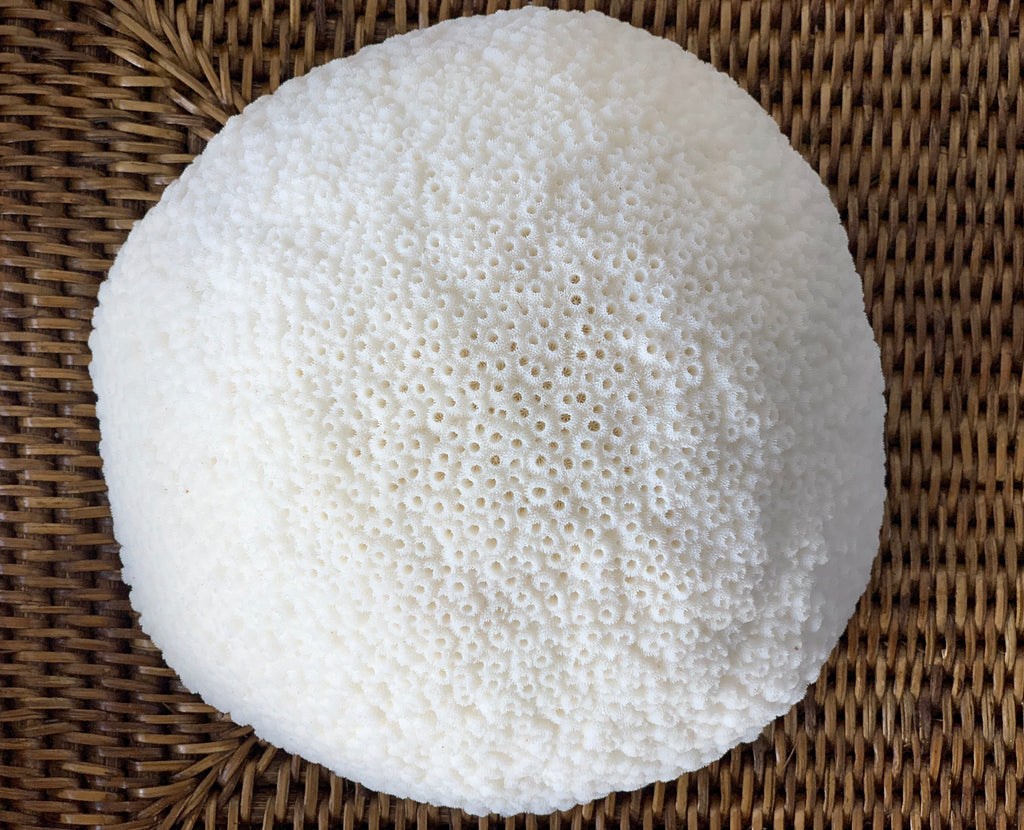 Large Specialty Dome Coral