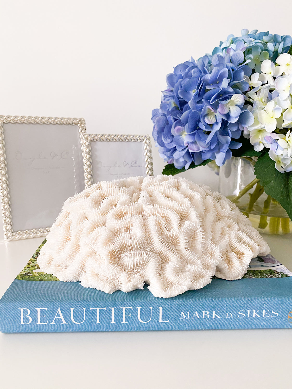 Extra Large Specialty Brain Coral