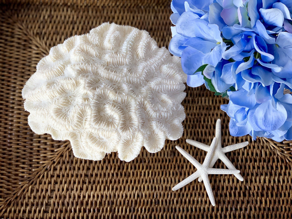 Large Specialty Brain Coral