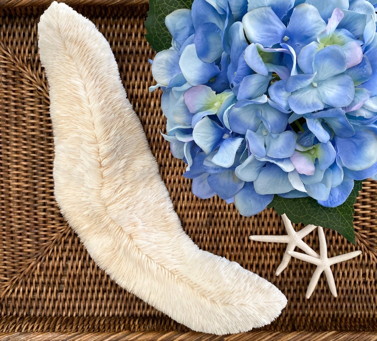 Extra Large Trough Specialty Mushroom Coral